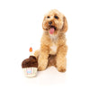FuzzYard Dog Toy Birthday Cupcake