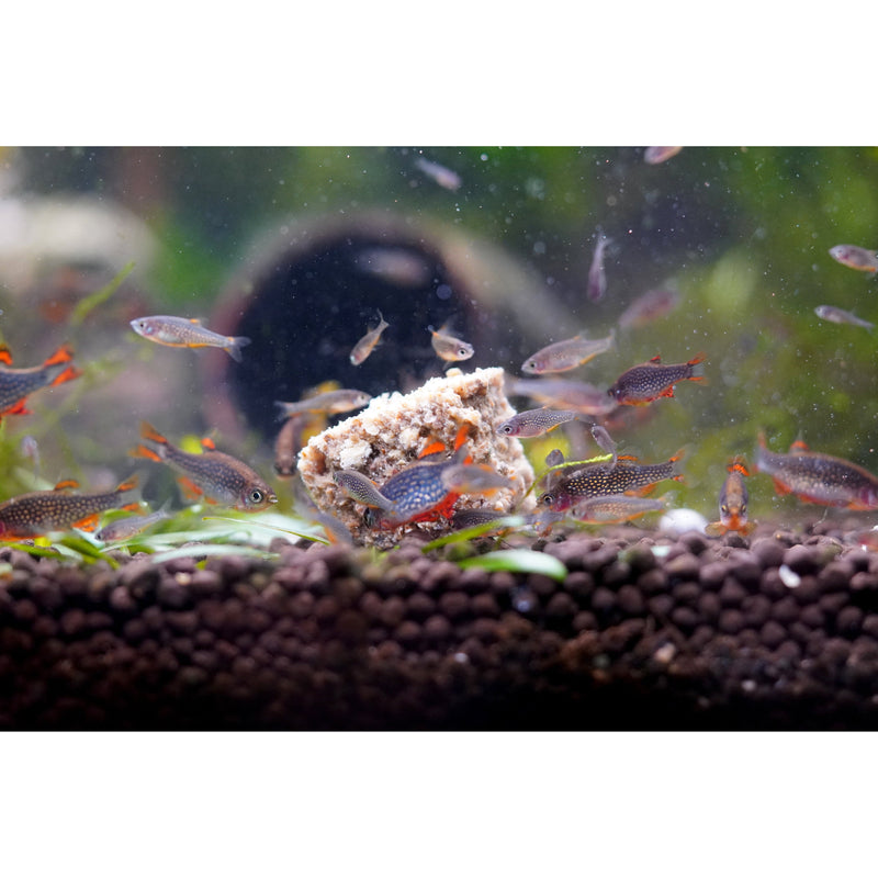 Fuzzy Fox Fish Insectivore Premix Gel Food 200g***