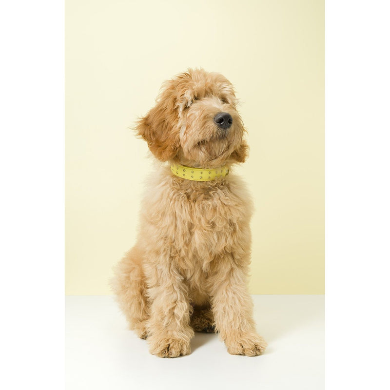 Gummi Bling Medium Yellow Dog Collar***