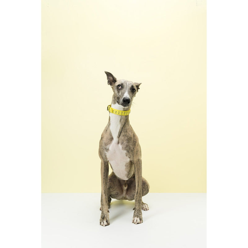 Gummi Bling Medium Yellow Dog Collar***