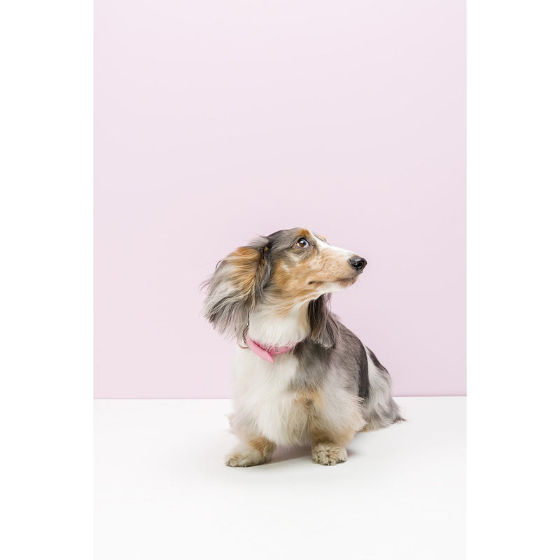 Gummi Bling Puppy Pink Dog Collar***