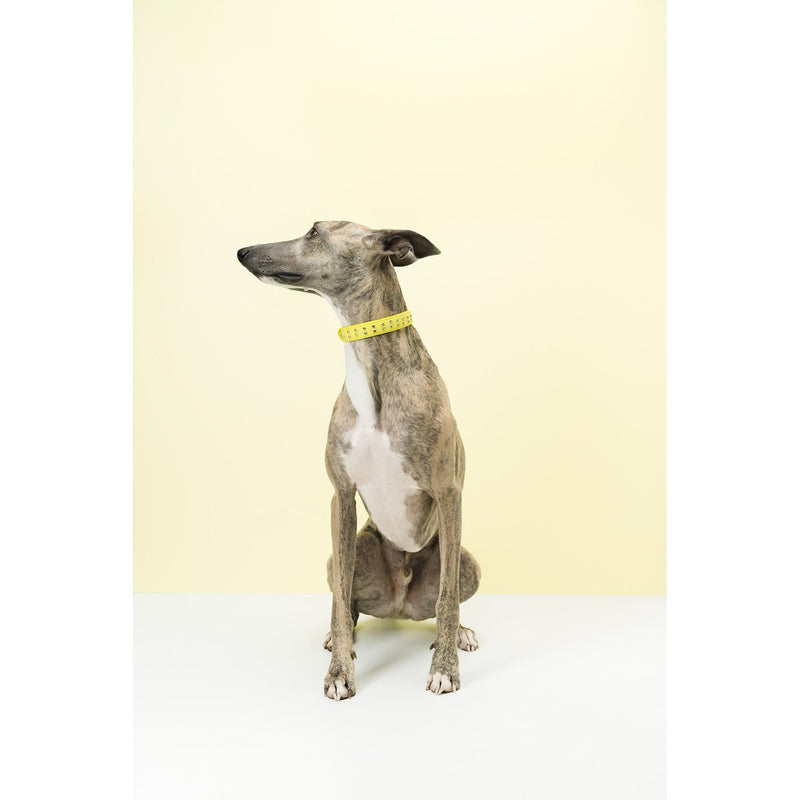 Gummi Bling Puppy Yellow Dog Collar***