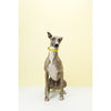 Gummi Bling Small Yellow Dog Collar***