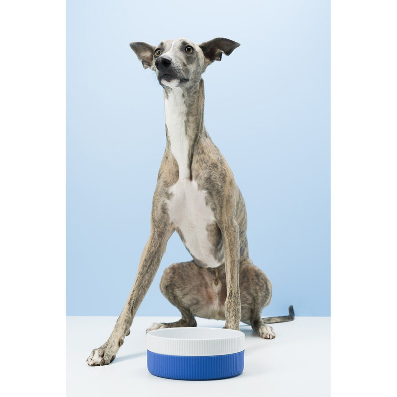 Gummi Ceramic Large Blue Dog Bowl***