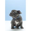 Gummi Slick Puppy Blue Dog Collar***