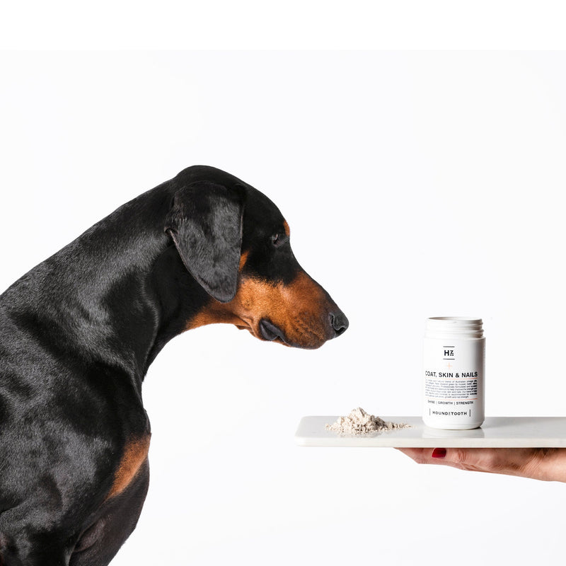 Houndztooth Coat, Skin & Nails Health Supplement 200g ^._.^