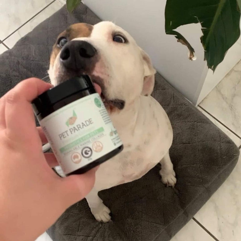 Ipromea Pet Parade Collagen Probiotic for Pets 60g