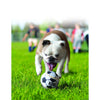 KONG Airdog Sport Balls Dog Toy Assorted 3 Pack Small