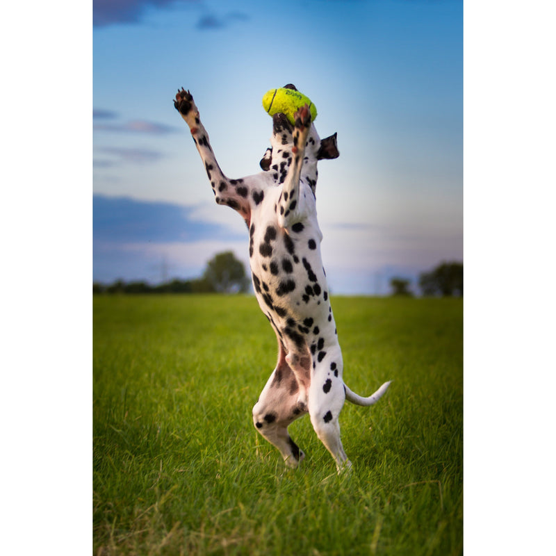 KONG AIRDOG SQUEAKER DUMBELL LARGE - Habitat Pet Supplies Altona & Chirnside Park