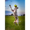 KONG AIRDOG SQUEAKER DUMBBELL SMALL - Habitat Pet Supplies Altona & Chirnside Park