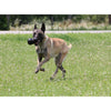 KONG EXTREME EXTRA LARGE - Habitat Pet Supplies Altona & Chirnside Park