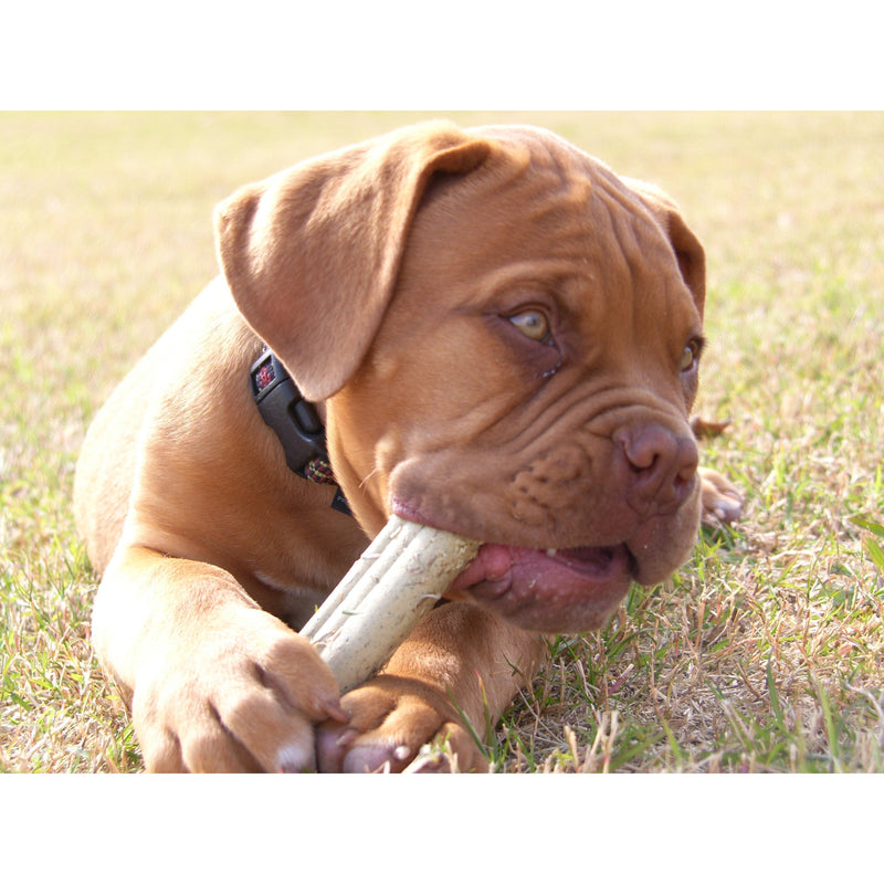 KONG STUFF'N PUPPY ZIGGIES LARGE - Habitat Pet Supplies Altona & Chirnside Park
