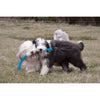 KONG SAFESTIX SMALL - Habitat Pet Supplies Altona & Chirnside Park