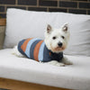 Kazoo Apparel Bumble Dog Jumper Seagrass Large