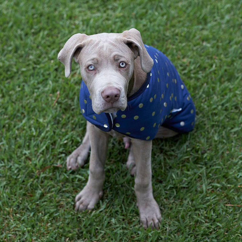 Kazoo Apparel Confetti Snuggie Dog Jacket Medium