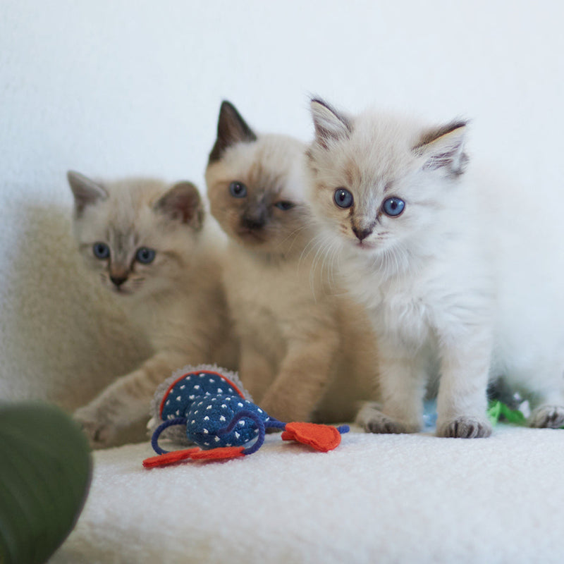 Kazoo Floppy Frog Cat Toy-Habitat Pet Supplies