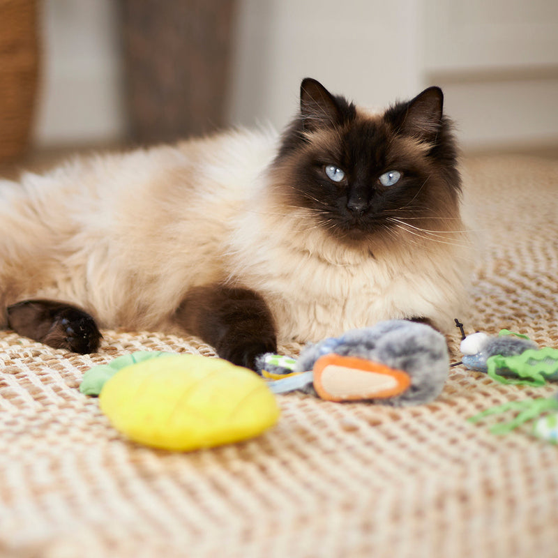 Kazoo Hungry Bunny Cat Toy-Habitat Pet Supplies