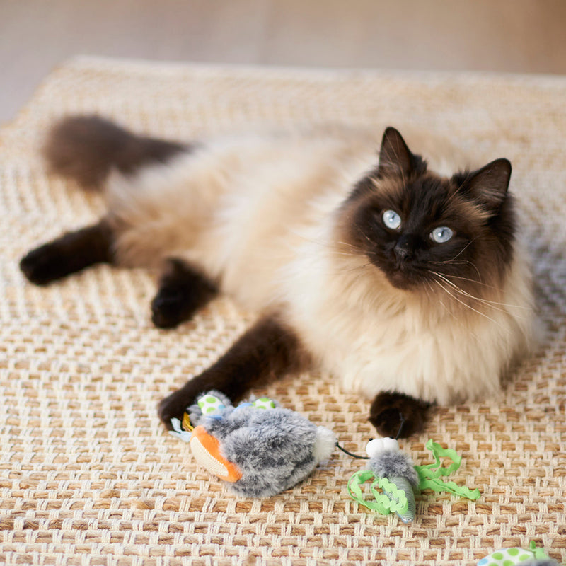 Kazoo Hungry Bunny Cat Toy ^._.^
