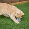 Kazoo Noisy Mouse Cat Toy ^._.^