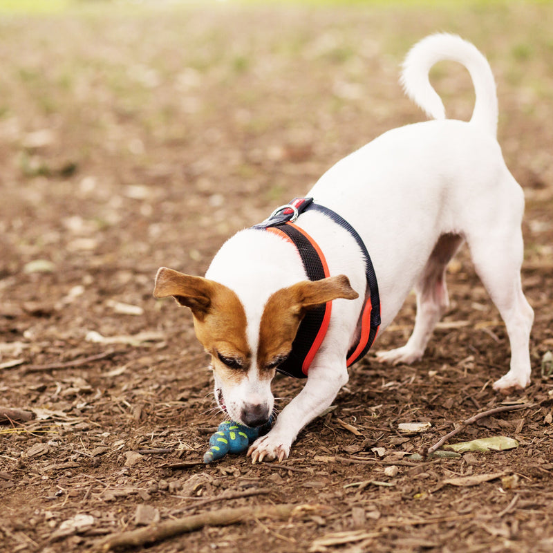 Kazoo Sneaky Snake Medium Dog Toy