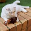 Kazoo Squishy Squirrel Cat Toy ^._.^