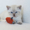 Kazoo Thrice the Mice Cat Toy 3 Pack ^._.^