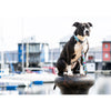 Max & Molly Blue Ocean Smart ID Dog Collar Medium***