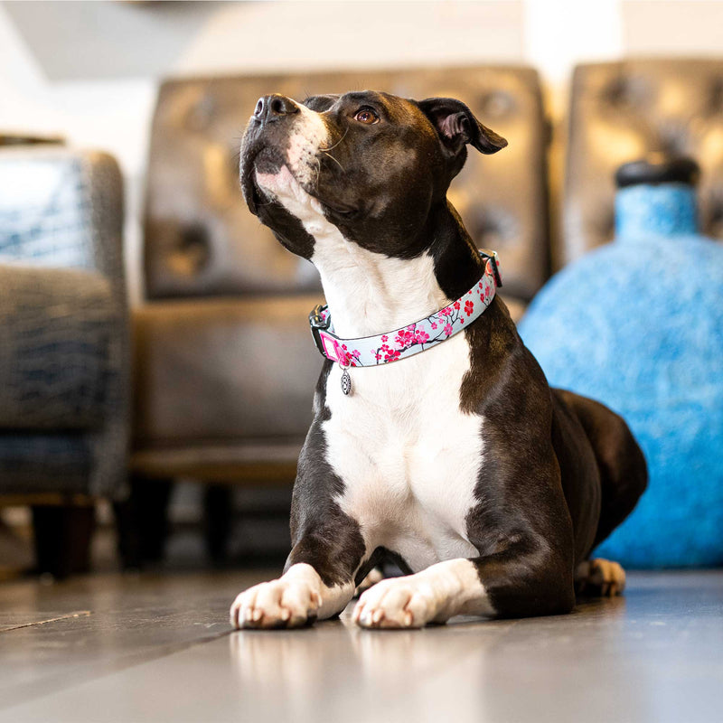 Max & Molly Cherry Bloom Smart ID Dog Collar Medium