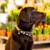 Max & Molly Monkey Maniac Smart ID Dog Collar Extra Small