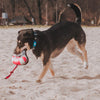 Max & Molly Squeaker Snuggles Dog Toy Frenzy the Shark***