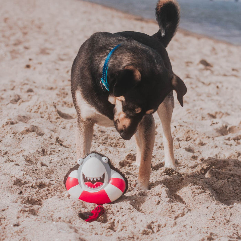 Max & Molly Squeaker Snuggles Dog Toy Frenzy the Shark***