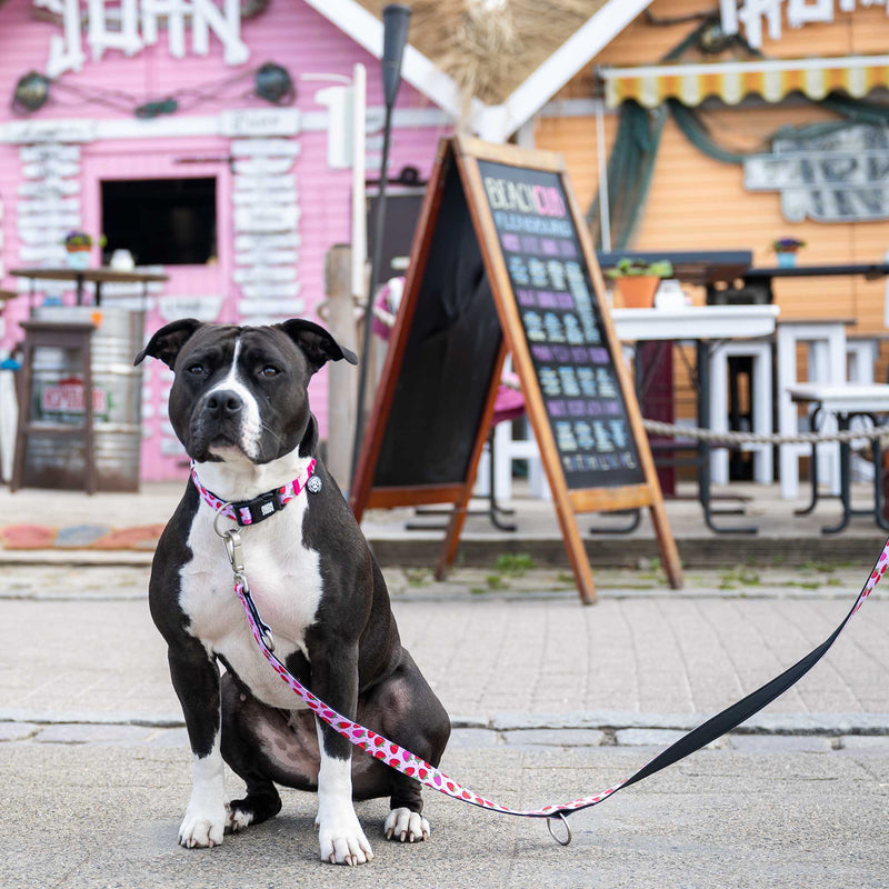 Max & Molly Strawberry Dream Smart ID Dog Collar Medium