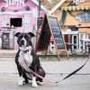 Max & Molly Strawberry Dream Smart ID Dog Collar Small