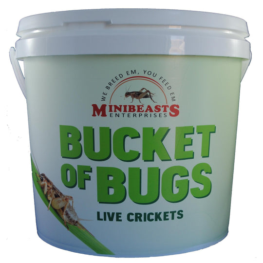 Minibeasts Bucket of Bugs Large Live Crickets