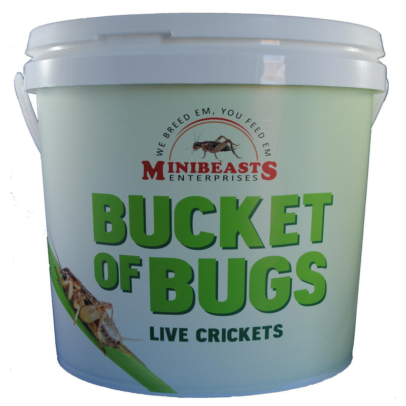 Minibeasts Bucket of Bugs Large Live Crickets-Habitat Pet Supplies