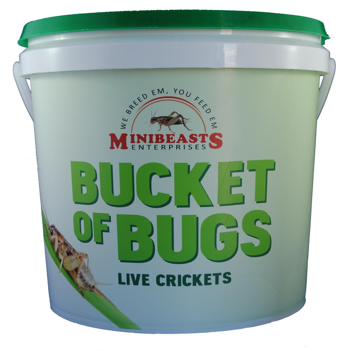 Minibeasts Bucket of Bugs Medium Live Crickets – Habitat Pet Supplies