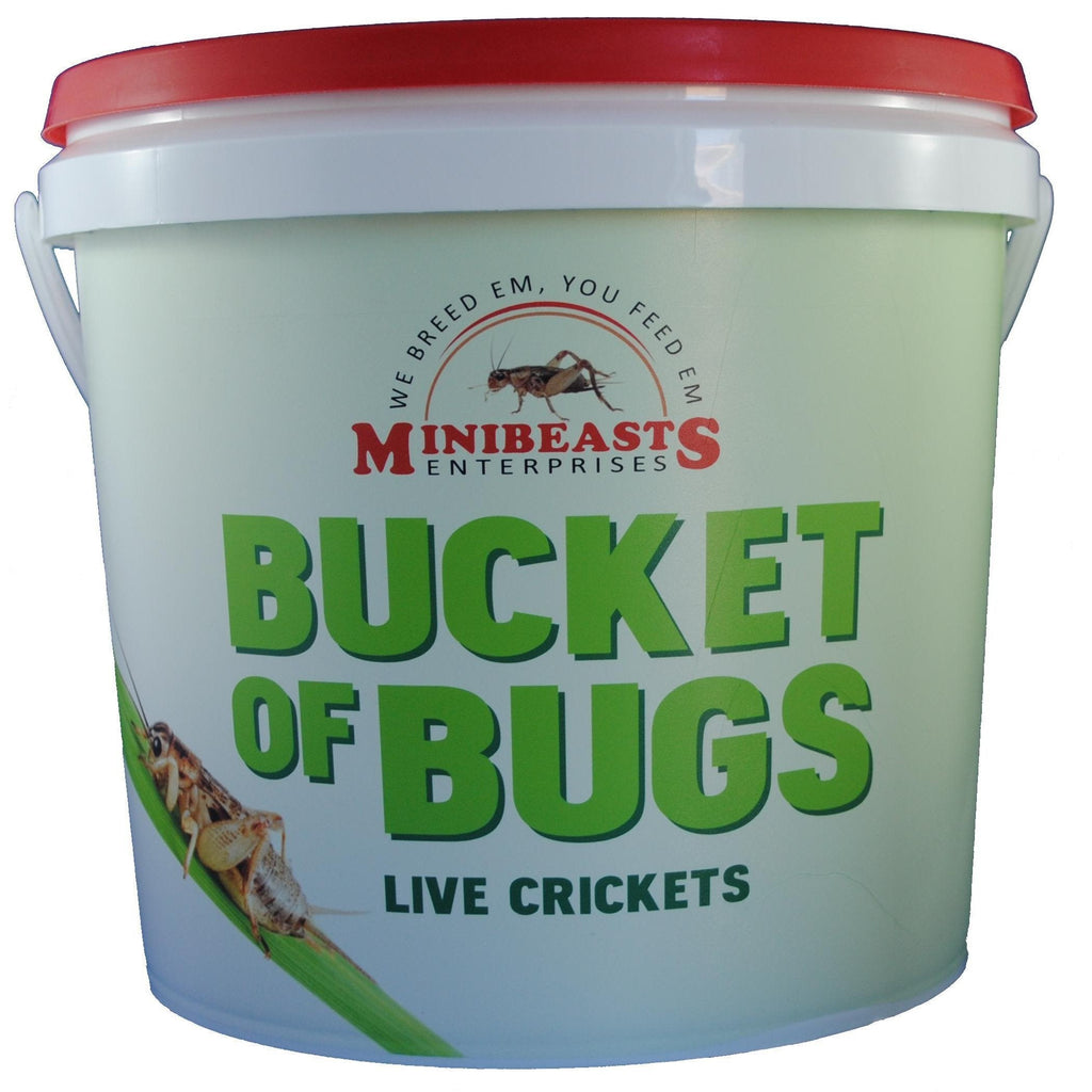 Minibeasts Bucket of Bugs Small Live Crickets-Habitat Pet Supplies