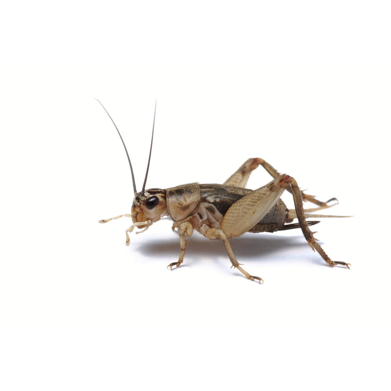 Minibeasts Crickets Tub Large
