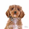 MY FAMILY GLAM CROWN BLACK - Habitat Pet Supplies Altona & Chirnside Park