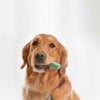 OraVet Dental Hygiene Chews for Large Dogs 14 Pack