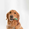OraVet Dental Hygiene Chews for Medium Dogs 28 Pack