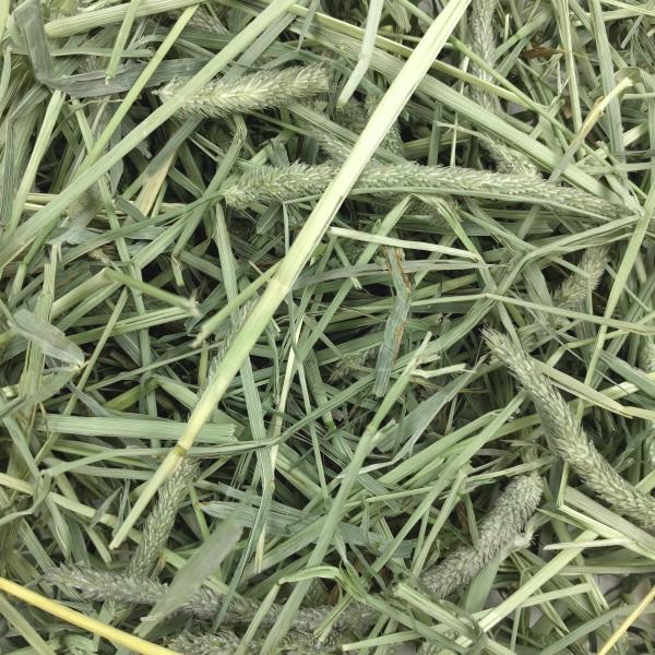 Oxbow Western Timothy Hay for Small Animals 4kg