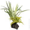 Reptile One Artificial Plant Lilyturf and Bracken with Pumice Base*-Habitat Pet Supplies