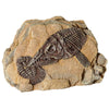 Reptile One Ornament Fossil Ichthyosuar Rock*-Habitat Pet Supplies