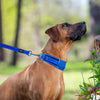 Rogz Classic Padded Dog Collar Blue Extra Extra Large***