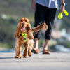 Rogz Control Dog Harness Blue Medium (+_+)