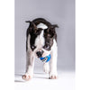 ROGZ GRINZ BALL BLUE SMALL - Habitat Pet Supplies Altona & Chirnside Park