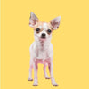 Serotoninkc Breed Specific Chihuahua Conditioner 500ml***