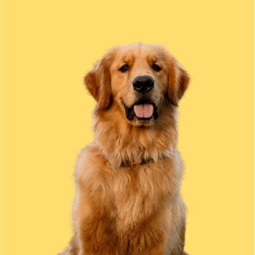 Serotoninkc Breed Specific Golden Retriever Conditioner 500ml***