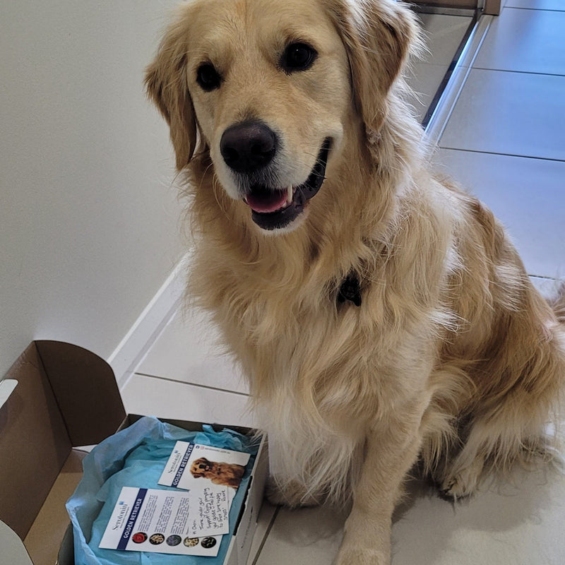 Serotoninkc Breed Specific Golden Retriever Conditioner 500ml***